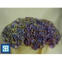 hortensia M MAG CORAL BL - .