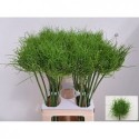 ALLIUM AM CATWEAZLE - Mellema-Versteeg BV