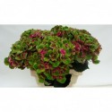 hortensia M MAG CHARLOTTE - T.P.M. van...