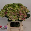 hortensia M MAG AMETHYST - Olieman BV