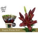 lys FORZA RED 4+ - .