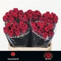 R GR RED NAOMI XL - .