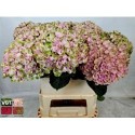 hortensia M MAG REVOLU RZ - .