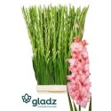 glaieul GR Adrenalin rose - .