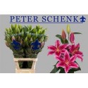 lilium PETER SCHENK 4+ - .