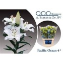 lilium PACIFIC OCEAN 4+ - .