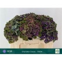hortensia M MAG CHARLO CL - .