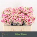 R branchue MIMI EDEN - .