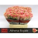 R GR ATHENA ROYALE - .