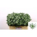chardon SIRIUS QSTAR - .