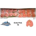 anthurium EVITA PINK X16 - .