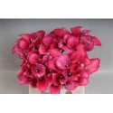 calla CAPT ROMANCE - .