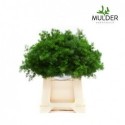ASP UMBELLATUS - Mulder Asparagus