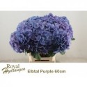 hortensia M ELBTAL BL - Royal Hortensia
