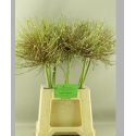 Allium schubertii - Geerlings BV, H.H.J.