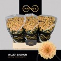 CHR S MILLER SALMON - Infinity