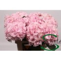 hortensia M CH VERENA - Sonneveld Hydrangea