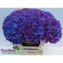 hortensia M CH RODEO PA - Pico Bello...