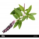 Phytolacca - France-Midi