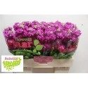 giroflée STOX DEEP ROSE - .
