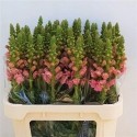 MUFLIER OPUS PINK - .