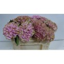hortensia M MAG REVOLU - .