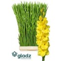 glaieul GR BRA VAL YELLOW - .