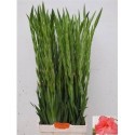 glaieul GR Sugar Babe saumon ROSE - .