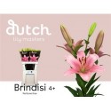 lys BRINDISI 4+ - .