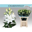 lilium DU CHARDONNAY 5+ EX! - .