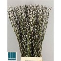 SALIX CA SNOW FLAKE - .