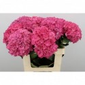 hortensia mac rodeo - Vollering CV, A.L.A.