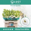 lysianthus G ALISSA PUR blanc - .