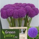 ALLIUM GIGANTEUM - Green Valley