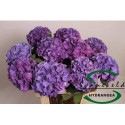 hortensia M CH RODEO PA - Sonneveld Hydrangea