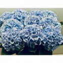 hortensia M CH VERENA BL - Kw.Joep van den...