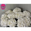 hortensia Schneeball blc blc - A.L.A....