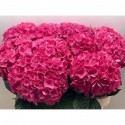 hortensia M CH RODEO RD - Kw.Joep van den...