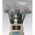 ALLIUM KENTON EX - .