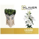 lilium SEVERN 2+ - .