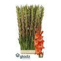 glaieul GR LIVE OAK - .