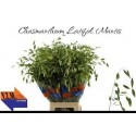 CHASM LATIFOL MANTIS 80CM - .