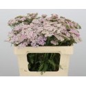 Achillea lachsschönheit - Prins, T.C.
