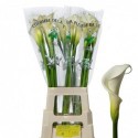 calla AE COLOMBE PAIX - Kwekerij van Vliet...