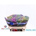 GYPS KLB H% DARK PASTEL MIX 80/40GR - .