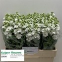 giroflée STOX blanc - .