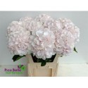 hortensia M CH SW VERENA - .
