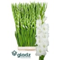 glaieul GR Nova Zembla blc blanc - .