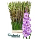 glaieul GR MILKA FUCHSIA - .
