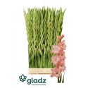 glaieul GR KARMA ROSE - .